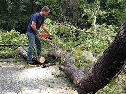 How Our Tree Care Process Works  in  Rock Island, WA