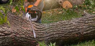  Rock Island, WA Tree Care Pros