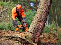 Best Tree Mulching  in Rock Island, WA