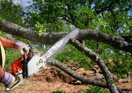 Best Fruit Tree Pruning  in Rock Island, WA