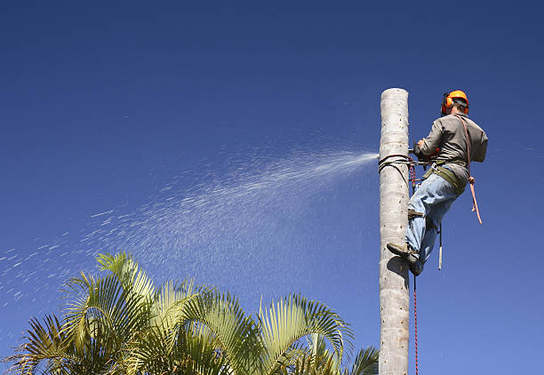 Best Tree Maintenance Programs  in Rock Island, WA