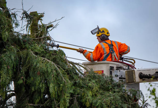 Best Commercial Tree Services  in Rock Island, WA