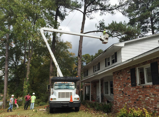 Tree and Shrub Care in Rock Island, WA