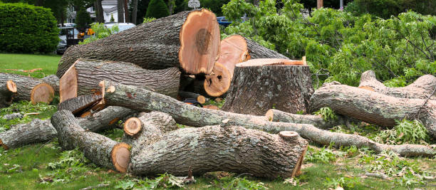 Professional Tree Care in Rock Island, WA