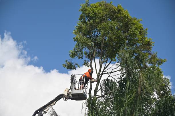 Best Weed Control  in Rock Island, WA