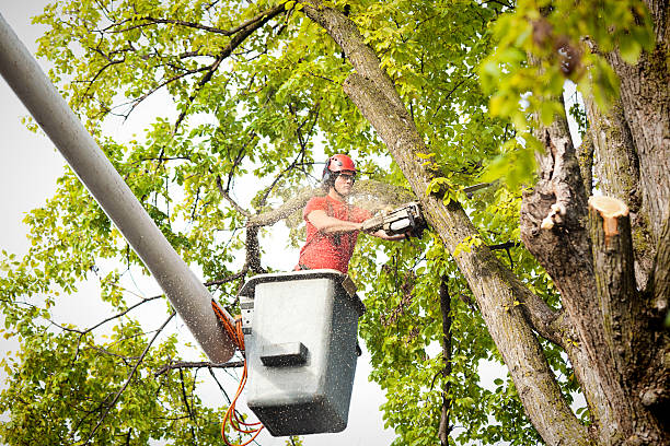 Best Hedge Trimming  in Rock Island, WA