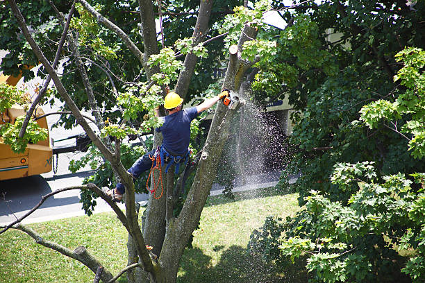 Best Hazardous Tree Removal  in Rock Island, WA