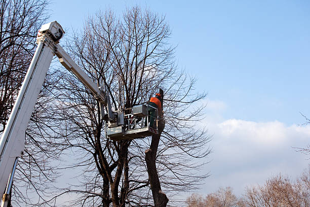 Best Stump Grinding and Removal  in Rock Island, WA