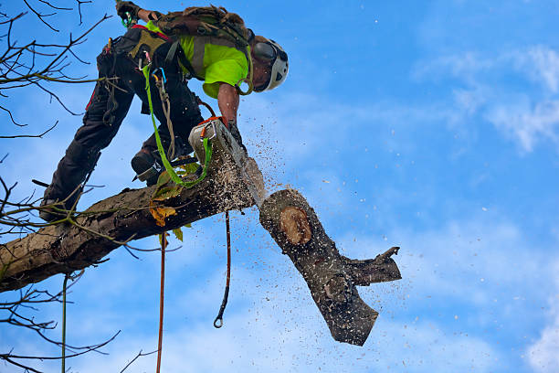 Best Storm Damage Tree Cleanup  in Rock Island, WA